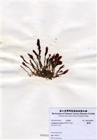 藏品(蘆筍藻)的圖片